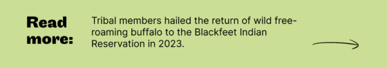 Read more: Tribal members hailed the return of wild free-roaming buffalo to the Blackfeet Indian Reservation in 2023. 