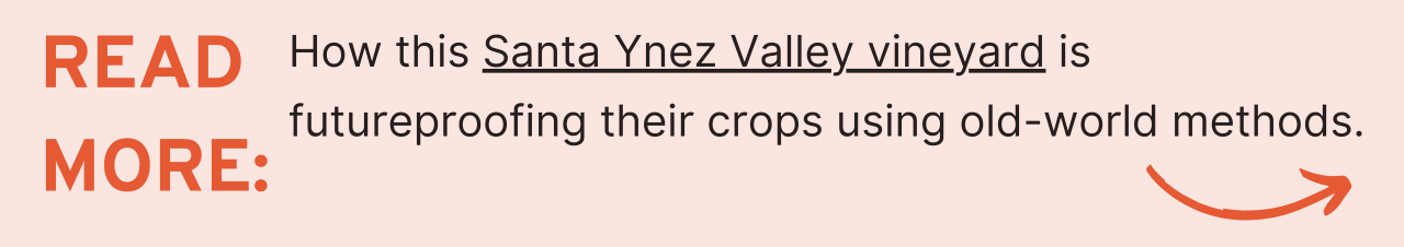 Read More : How this Santa Ynez Valley vineyard is futureproofing their crops using old-world methods.