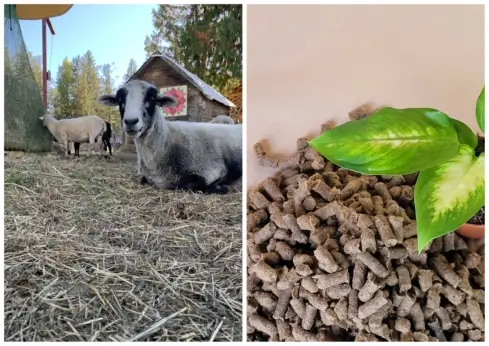 Left: one sheep. Right: Wool pellets.