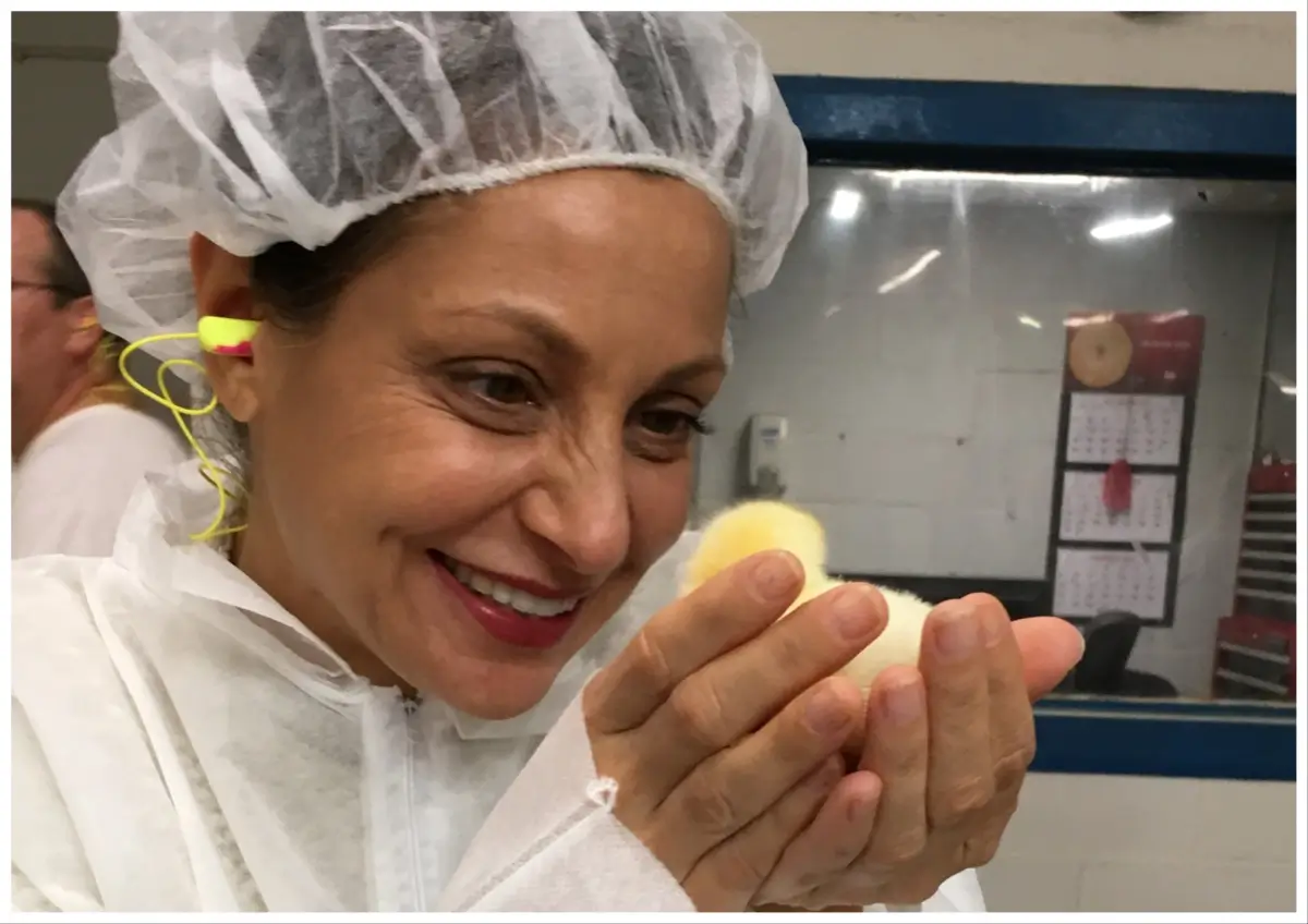 Person holds chick in their hands.