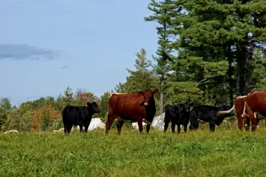 Cattle graze at a farm in Maine. (Photo by Shutterstock)